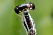 Silver Wisp (Agriocnemis argentea)